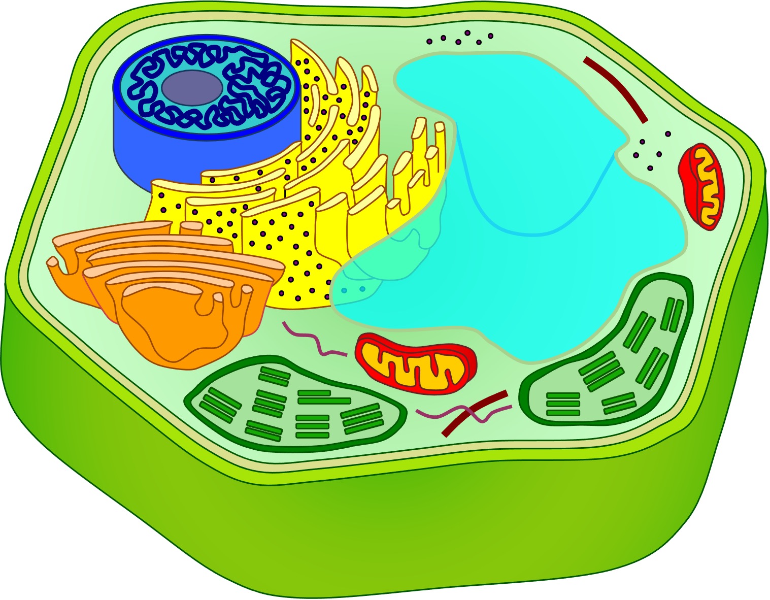 Eukaryotes — free download